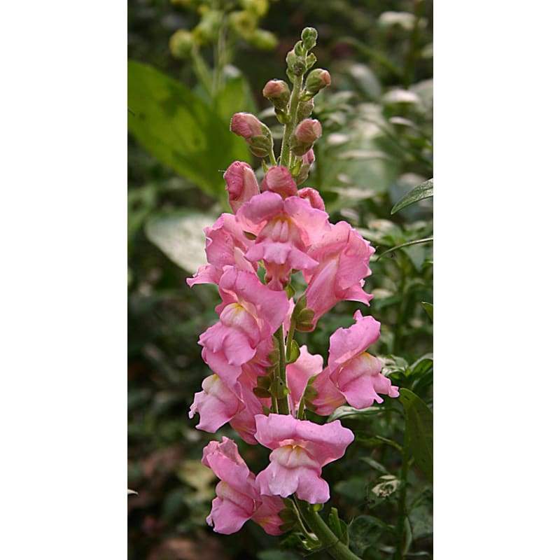 Antirrhinum (Snapdragon): The Colorful and Unique Flower for Your Garden