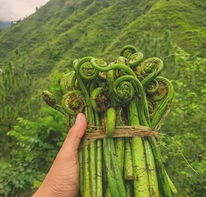 Fiddlehead Fern Cultivation in the Biodiversity-Rich Himalayan Foothills: Our Journey of Exploration and Inspiration