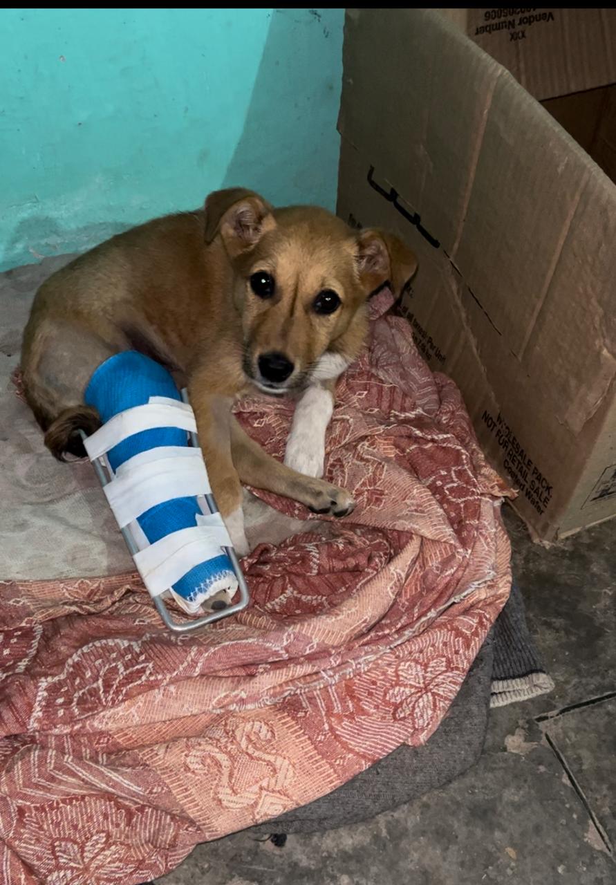 A Tale of Two Legs and Broken Systems: A Plea for Voiceless Victims that need your voice.